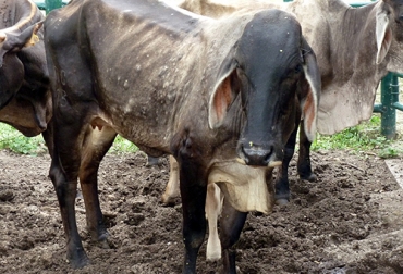 Los problemas originados por Fasciolosis acarrean pérdidas a la ganadería por lo que su prevención es la mejor alternativa. Foto: Cortesía Ganado trematodosis