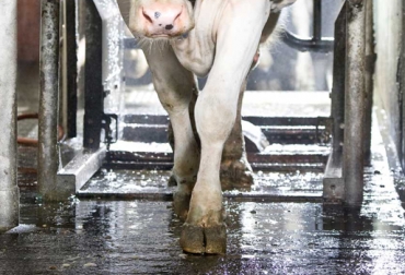 Un tratamiento novedoso para la dermatitis digital, causante de cojeras en el ganado, fue probado con resultados positivos. Foto: Delaval Cojera del ganado