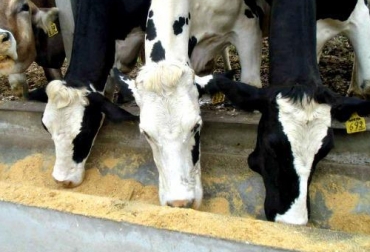 Elabore el concentrado para sus bovinos, siendo una alternativa más barata y con mejores nutrientes. Foto: docplayer.es Elabore el concentrado para sus bovinos
