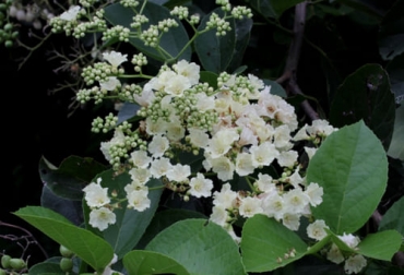El contenido de nutrientes del uvito o Cordia dentata Poir la convierte en una especie con potencial forrajero para los bovinos. Foto: plantasdecolombia.com uvito en ganadería