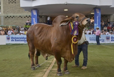 Para tener bovinos campeones de ferias es necesario cinco pasos importantes basados en el manejo y raza. Foto: Cenfer Cómo tener bovinos campeones de ferias