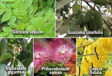 Las especies arbóreas más destacadas fueron matarratón, guácimo, nacedero, samán y caña fístula. Foto: colombia.inaturalist.org - ecosdelbosque.com - @G.D. Carr - antropocene.it especies arboreas y arbustivas para ganaderia
