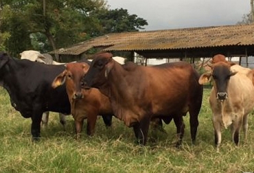 Aunque no se analice, la condición corporal, el peso y la producción en vacas de doble propósito tienen un sentido que influye en la rentabilidad. Foto: agrotendencia.tv condición corporal, peso y producción en vacas