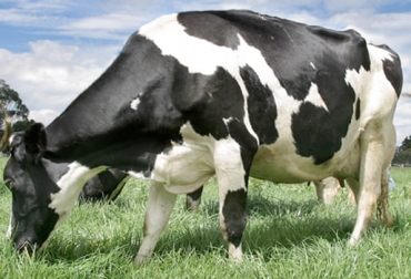 Por medio del mérito neto se puede hacer una mejor selección genética en el hato. Foto: Fedegán FNG Vaca holstein, mérito neto