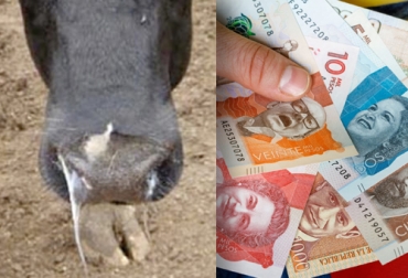 La rinotraqueitis infecciosa bovina es una enfermedad que tiene un efecto económico importante en el negocio ganadero. Foto: blog.remitly.com - animal.com.ar Vaca y dinero
