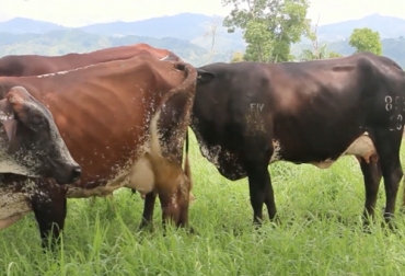 Con genética nacional e importada de Brasil de la raza gyr se busca aumentar la producción de leche. Foto: captura de pantalla Ganado para producción de leche