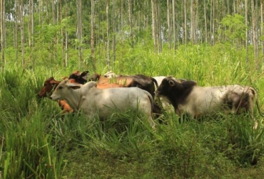 La vacunación contra la aftosa y el mantenimiento del estatus sanitario del país deben seguir siendo prioridad del gobierno. Foto: Cortesía Animales pastoreando