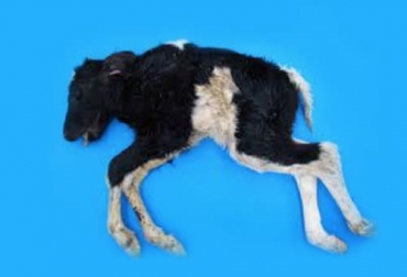 El complejo de malformación vertebral (CVM) es una enfermedad o síndrome genético autosómico recesivo presente en el ganado holstein. Foto: bibliotecadigital.fvet.edu.uy malformacion vertebral compleja en bovinos