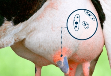 El desempeño reproductivo se puede ver afectado en vacas que padecen o han padecido mastitis. Foto: labis.com mastitis bovina afecta reproduccion