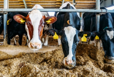 La nutrición de precisión es un proceso que trae beneficios al negocio ganadero aunque implica más trabajo. Foto: infortambo.cl Nutrición de precisión
