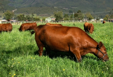 El pasto de corte es práctico en fincas pequeñas donde se trabaje con estabulación porque permite aumentan la carga por hectárea. Foto: Fedegán FNG Ganado comiendo pasto