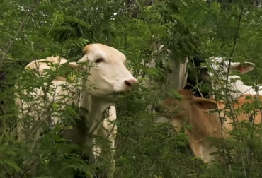 La planificación forrajera es un proceso clave para la alimentación y nutrición del ganado todo el tiempo. Foto: Captura de pantalla Ganado alimentándose