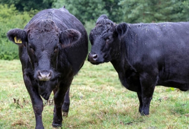 La vaca Dexter se cataloga como la más pequeña del mundo, que puede llegar a comportarse como triple propósito. Foto: agrovetmarket.com Raza bovina Dexter