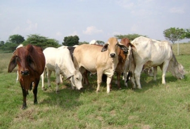 Los predios deberán cubrir una serie de requisitos los cuales inspeccionará y evaluará el ente rector de la sanidad animal del país, como es el Instituto Colombiano Agropecuario, ICA. Foto: Requisitos para certificarse como finca de plataforma exportadora.