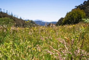 La siembras de pasturas polifitas permiten que el bovino pueda alimentarse con un variedades diferentes de especies vegetales con aportes nutricionales diversos. Foto: engormix.com Siembra y tipos de pasturas polifitas