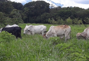 Además de las ventajas que aportan los SSPi, también es necesario complementar con otras estrategias para lograr mejor desempeño en la producción de leche. Foto: agronet.gov.co sistemas silvopastoriles intensivos en Colombia