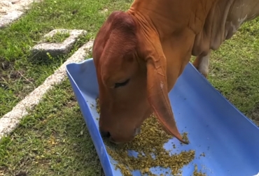 La suplementación del ganado de carne es importante para mejorar su condición corporal y su ganancia de peso. Foto: Captura de pantalla Suplementación del ganado