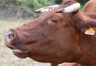 La histopatología es un mecanismo para detectar de manera rápida y eficaz la tuberculosis bovina. Foto: expertoanimal.com Tuberculosis bovina