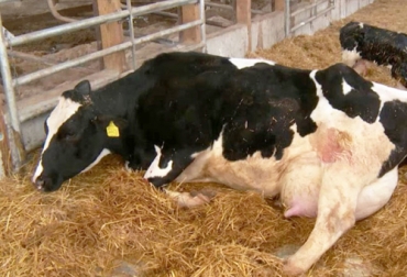 Conozca el primer caso que se ha estudiado en Colombia sobre neurotoxicidad retardada en bovinos debido a pesticidas síndrome paralítico progresivo. Foto: agrocolun.cl sindrome paralitico progresivo o neurotoxicidad retardada en bovinos