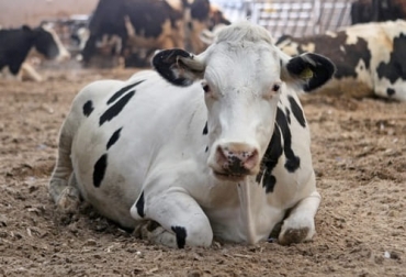Una investigación en Nueva Zelanda concluyó lo que varios expertos en etología han observado: que las vacas producen más leche cuando están calmadas. Foto: worldanimalprotection.cr vacas calmadas producen más leche