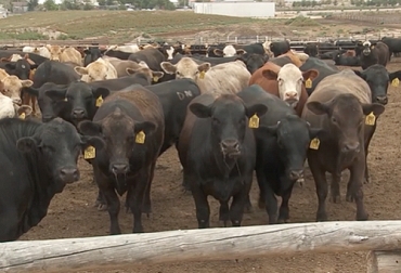 Las vaquillas precoces pueden entrar a su primer servicio desde los 15 meses con los beneficios que ello representa para el hato. Foto: agrolatam.com Vaquillas precoces