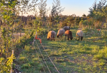 La ganadería regenerativa es clave para hacer una reconversión productiva y respeto por el medio ambiente. Foto: Cortesía Ganado en pastoreo