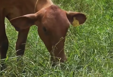 Desde la pastura misma se puede trabajar en la producción de alimentos nutracéuticos que van ganando cada vez más importancia entre los consumidores. Foto: Captura de pantalla Ganado alimentándose
