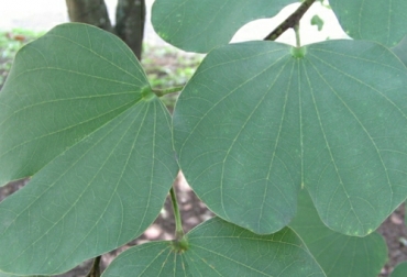 La planta Bauhinia variegata ha recibido el nombre de casco o pata de vaca por la forma de sus hojas que parecen a la pezuña de la vaca. Foto: catalogofloravalleaburra.eia.edu.co bauhinia variegata casco de vaca