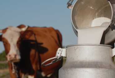Aprenda cuáles pueden ser las fuentes de contaminación de la leche cruda en la finca, que van desde los forrajes y las heces, hasta el suelo o el aire. Foto: seidlaboratory.com.ec contaminacion de la leche cruda en la finca