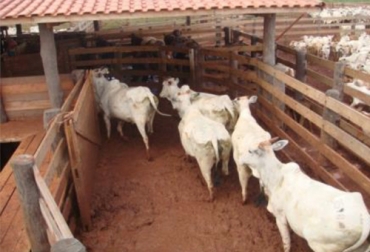 Los corrales para el ganado deben ser sitios de paso donde no duren más de una hora pese a lo cual deben ser cómodos y brindar bienestar. Foto: Simposio Bienestar Animal - Universidad CES Ganado en corral