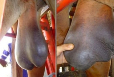 La degeneración testicular es una de las causas frecuentes de subfertilidad en los bovinos. Foto: facebook.com/groups/soyganadero Caso de degeneración testicular en toros