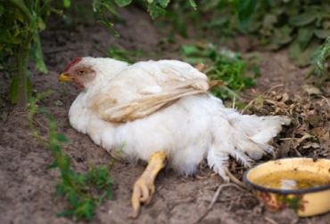 La enfermedad de Marek es causada por una infección con un alfa-herpesvirus oncogénico común en muchas aves de corral en todo el mundo. Foto: expertoanimal.com enfermedad de marek en pollos