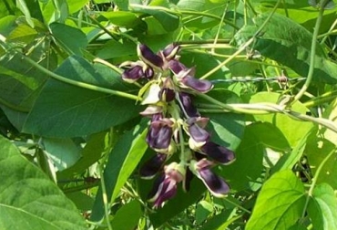 Un estudio concluyó que el suministro de esta planta puede ser una opción para incrementar la producción de leche. Foto: agroclubmx.wordpress.com uso de la mucuna en ganado bovino