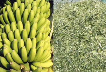 La investigación muestra que el ensilaje de maíz con banano verde es una alternativa de alimentación para los bovinos. Foto: facebook.com/Ensilaje-de-MAIZ-Pereira - elcierredigital.com Ensilaje de maíz con banano verde