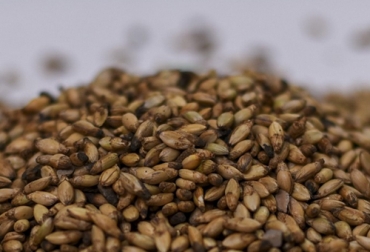 La semilla brachiaria importada de Brasil registra altos precios, entre otros factores por el clima en ese país y el comportamiento del dólar en Colombia. Foto: tienda.ecoyuma.com.co Semilla brachiaria