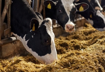 La Unión Europea implementará una nueva metodología para medir el bienestar animal. Foto: efsa.europa.eu Ganado alimentándose