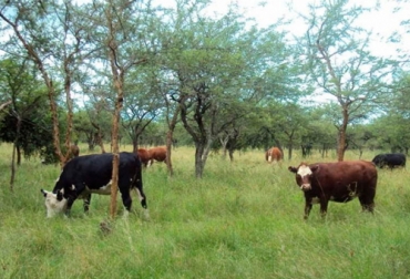 El experto asegura que la ganadería ecológica sí influye en la mitigación de cambio climático, porque ayuda en la captura de carbono. Foto: agroempresario.com Ganadería ecológica sí influye en la mitigación de cambio climático