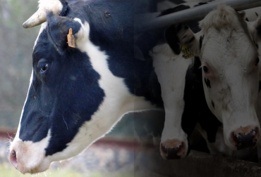El pica es un comportamiento inusual que se presenta en los bovinos y que les hace ingerir elementos no alimenticios como la orina de otros animales. Foto: elproductor.com - portalveterinaria.com Pica en bovinos, comportamiento inusual
