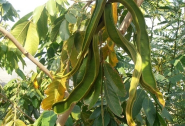 El árbol de la guama (Inga edulis) no solamente brinda una deliciosa fruta, sino que también puede usarse en ganadería con distintos fines. Foto: riomoros.com arbol guama en ganaderia