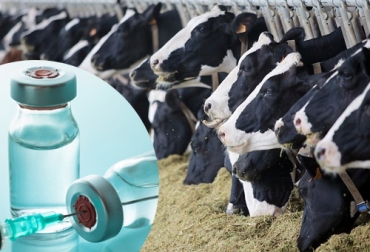 La necesidad de glucosa para mejorar el proceso productivo de la leche es un factor que se puede mejorar para aumentar los resultados. Foto: dellait.com - nacionfarma.com Vacas alimentándose