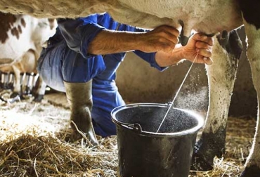 De acuerdo a la experta, la leche de vaca aporta 8% de proteína y es completamente absorbible, en comparación con las bebidas vegetales con números muy distintos. Foto: minutaagropecuaria.com Leche de vaca es saludable