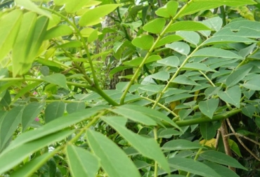 El matarratón puede ser usada como cerca viva en las fincas brindando diferentes beneficios como alimentación y bienestar animal. Foto: agrotendencia.tv Planta de matarratón