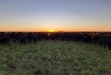 Los expertos aseguran que en ganadería cuando se hace un pastoreo planificado, se llega a fijar carbono, que es lo que necesita el medio ambiente. Foto: news.agrofy.com.ar Pastoreo planificado