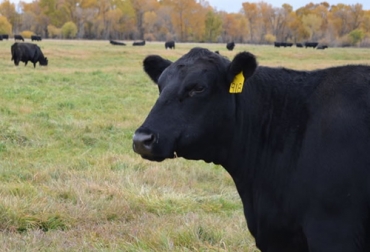 Con el fin de mejorar la reproducción bovina, un laboratorio en Argentina sacó un producto que contribuye a mejorar la preñez de las vacas. Foto: defrentealcampo.com.ar Preñez vaca
