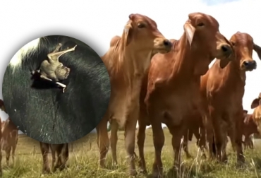 La rabia bovina es una enfermedad que además de ser transmisible al hombre le puede generar grandes pérdidas en el hato ganadero. Foto: Captura de pantalla Ganado y murciélago