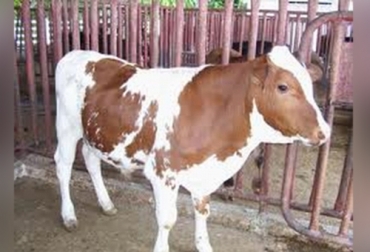 La raza bovina siboney es el resultado de ensayos hechos en Cuba de cruzar cebuinos con holstein para obtener un animal productivo en trópico bajo. Foto: edumatanzas.blogspot.com raza bovina siboney
