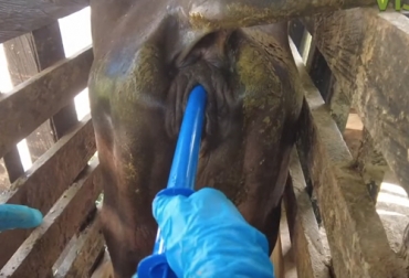 Con la resincronización se puede obtener una reducción de días abiertos y un aumento en las preñeces. Foto: Captura de pantalla Inseminación artificial