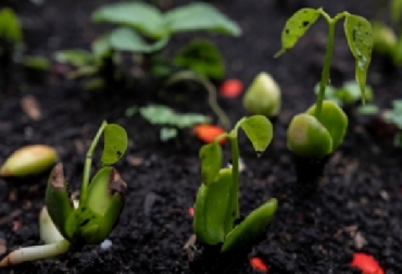 La ganadería sostenible es un verdadero aliado de la biodiversidad, pues contribuye en la recuperación del suelo, las fuentes hídricas y de forma general, en el aumento de la biodiversidad. Foto: Minambiente Recuperación del suelo