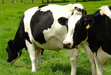 Un estudio realizado en Colombia encontró que dos novillas holstein y simmental preñadas de 22 meses de edad y con un peso de 380 kg fueron afectadas por teileriosis bovina. Foto: Fedegán FNG teileriosis bovina en Colombia