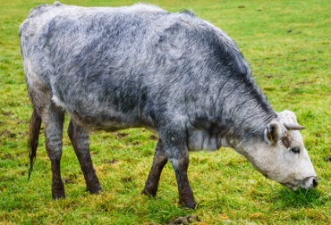 Vacas azules de ser casi extintas a estar posicionadas gracias al apoyo de una organización. Foto: infobae.com Vacas azules de ser casi extintas a estar posicionadas